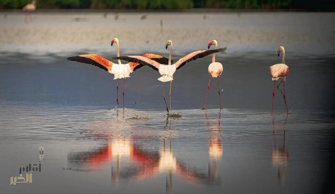 اعتراف دوليّ وريادة عالمية تتويجًا لجهود المملكة في حماية الطيور المهاجرة