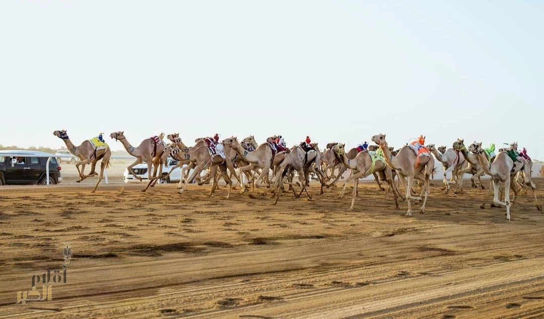 أكثر من 7 ملايين ريال تنتظر المشاركين في "الجذاع" بمهرجان ولي العهد للهجن