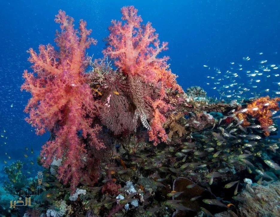 البحر الأحمر.. رابع أكبر نظام للشعاب المرجانية في العالم