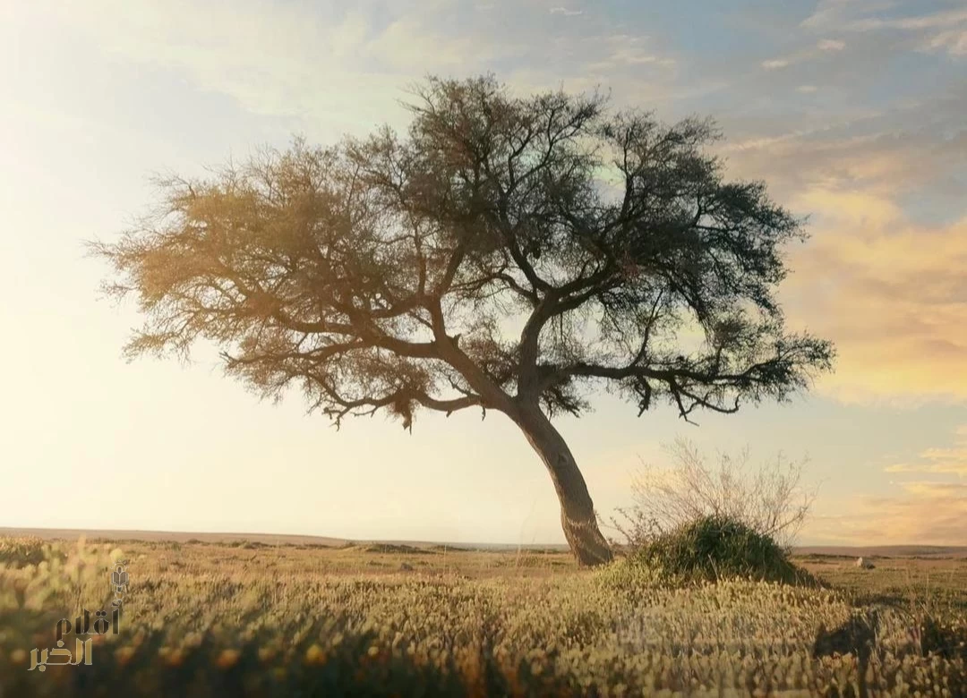 محمية الإمام تركي بن عبدالله الملكية تجسّد ريادة المملكة في الاستدامة بانضمامها لليونسكو