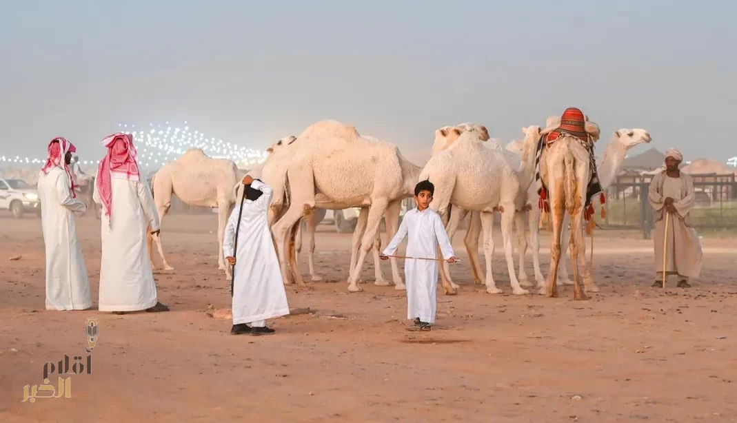 أكثر من 11 مليون ريال تحققها مبيعات مزاد حائل للإبل