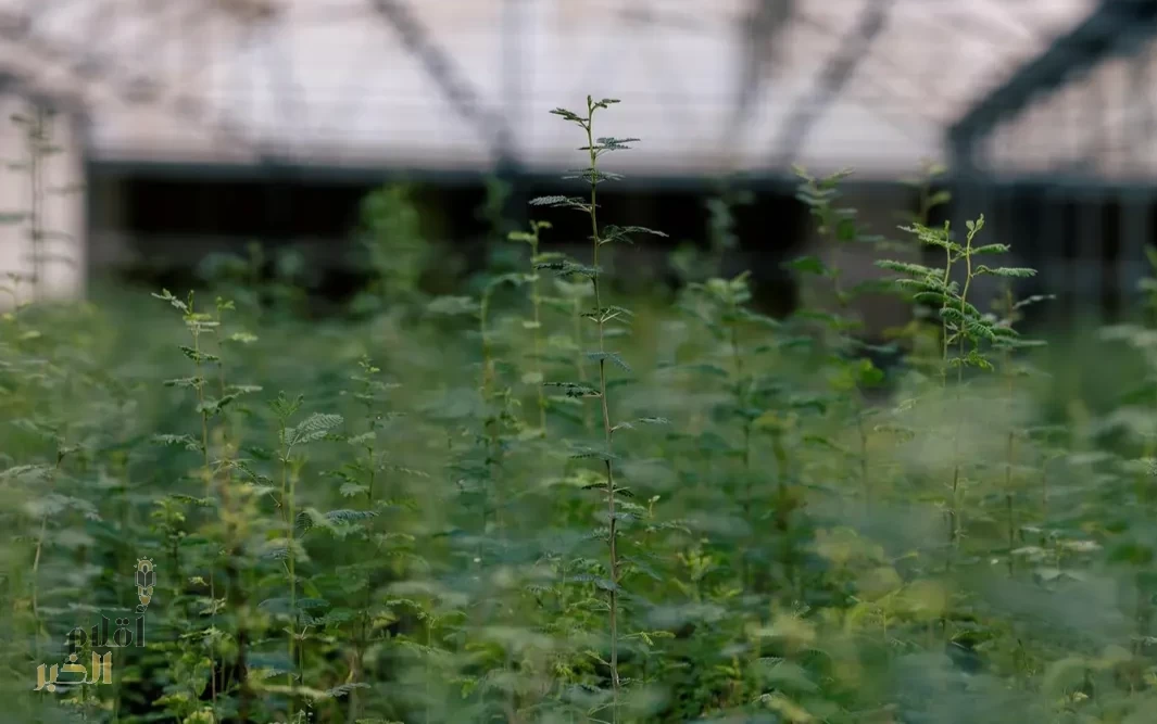 "الغطاء النباتي" يوفر 84 ألف شتلة لزراعتها في محمية الإمام عبدالعزيز بن محمد الملكية