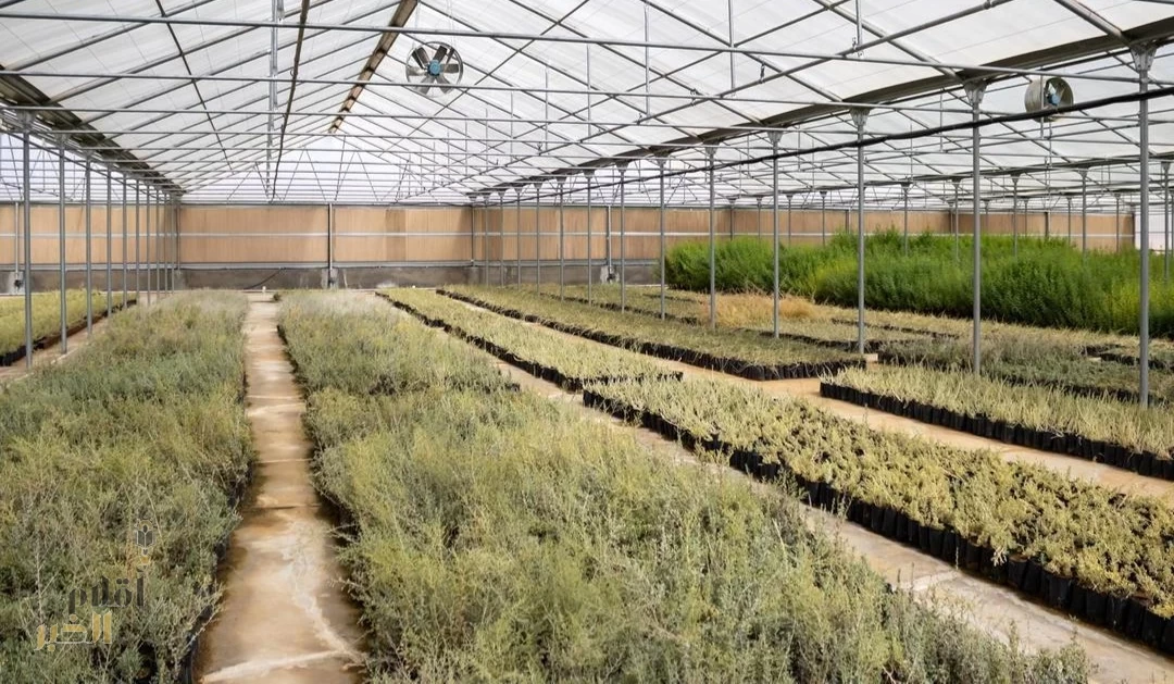 المركز الوطني لتنمية الغطاء النباتي بالجوف يعزز الاستدامة البيئية عبر محطاته ومشاتله الإنتاجية