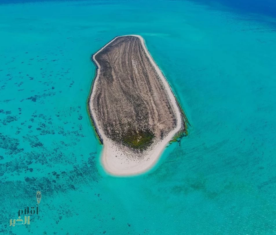 "الحياة الفطرية" تُصدر أول تقييم شامل لحالة البيئة في الساحل الشرقي للمملكة