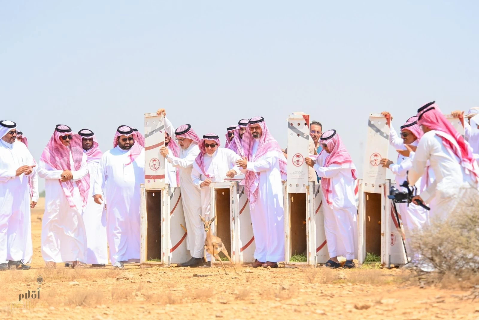 أمير منطقة جازان يُطلق "ظباء الأدمي" بمحمية جزر فرسان