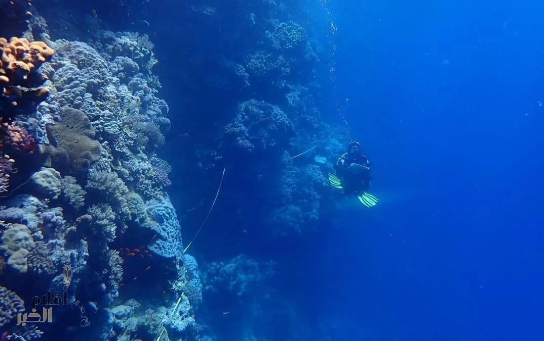 الحياة الفطرية تعلن نتائج دراسة جينية تكشف عن تنوع أحيائي غير مسبوق في البحر الأحمر