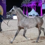 انطلاق النسخة الرابعة من البطولة الدولية لجمال الخيل العربية الأصيلة