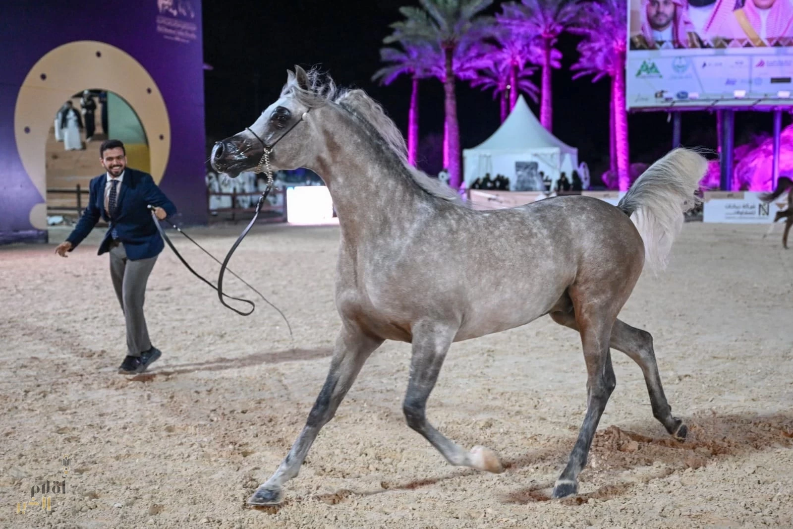 انطلاق النسخة الرابعة من البطولة الدولية لجمال الخيل العربية الأصيلة