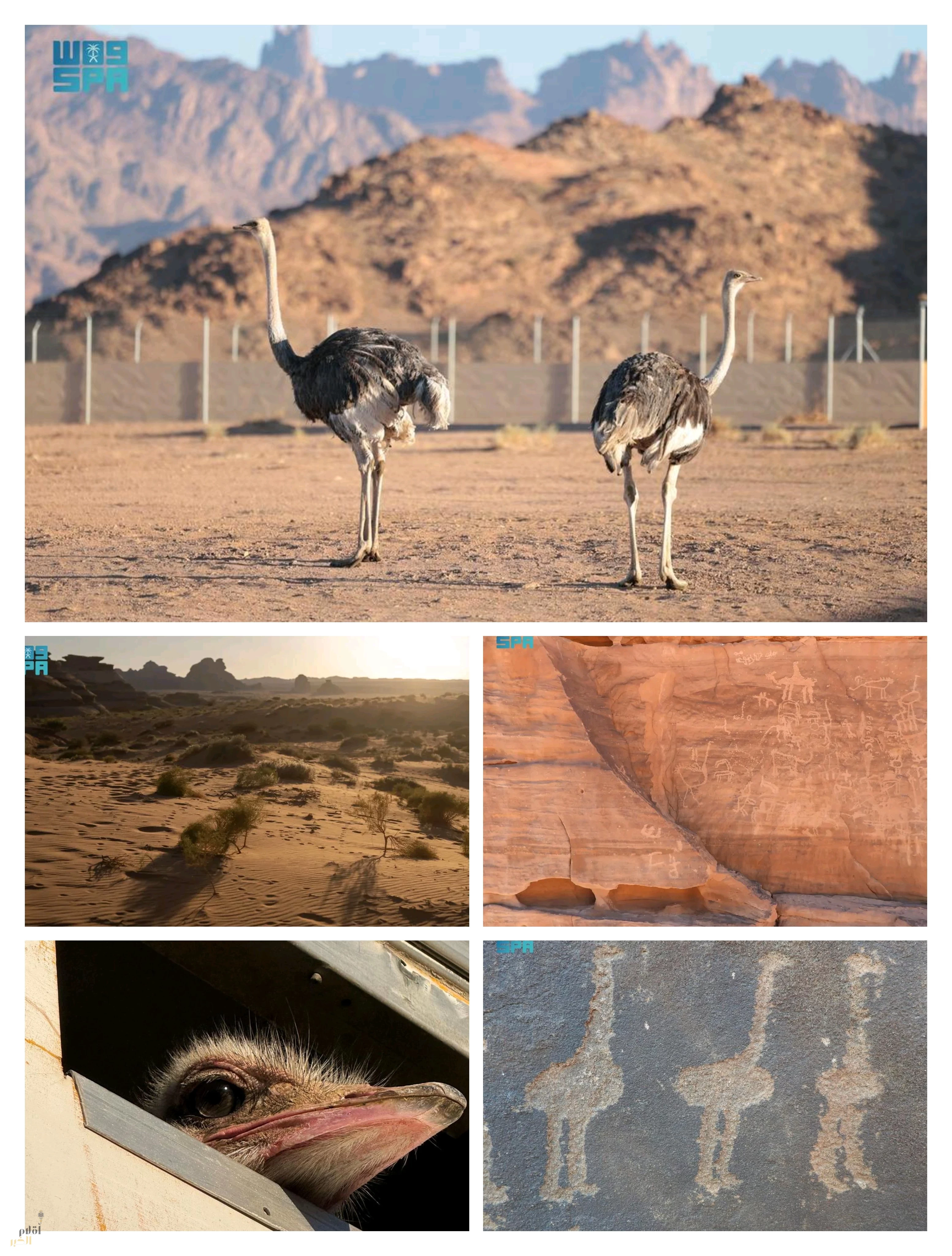 محمية الأمير محمد بن سلمان الملكية تعيد توطين طائر الجمل بعد غياب لأكثر من 100 عام