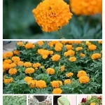 الأعشاب العطرية.. زينة الرأس وعبير التراث في جازان