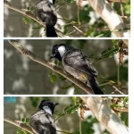 البلبل أبيض الخدّ.. نغمة الطبيعة المقيمة في سماء الحدود الشمالية