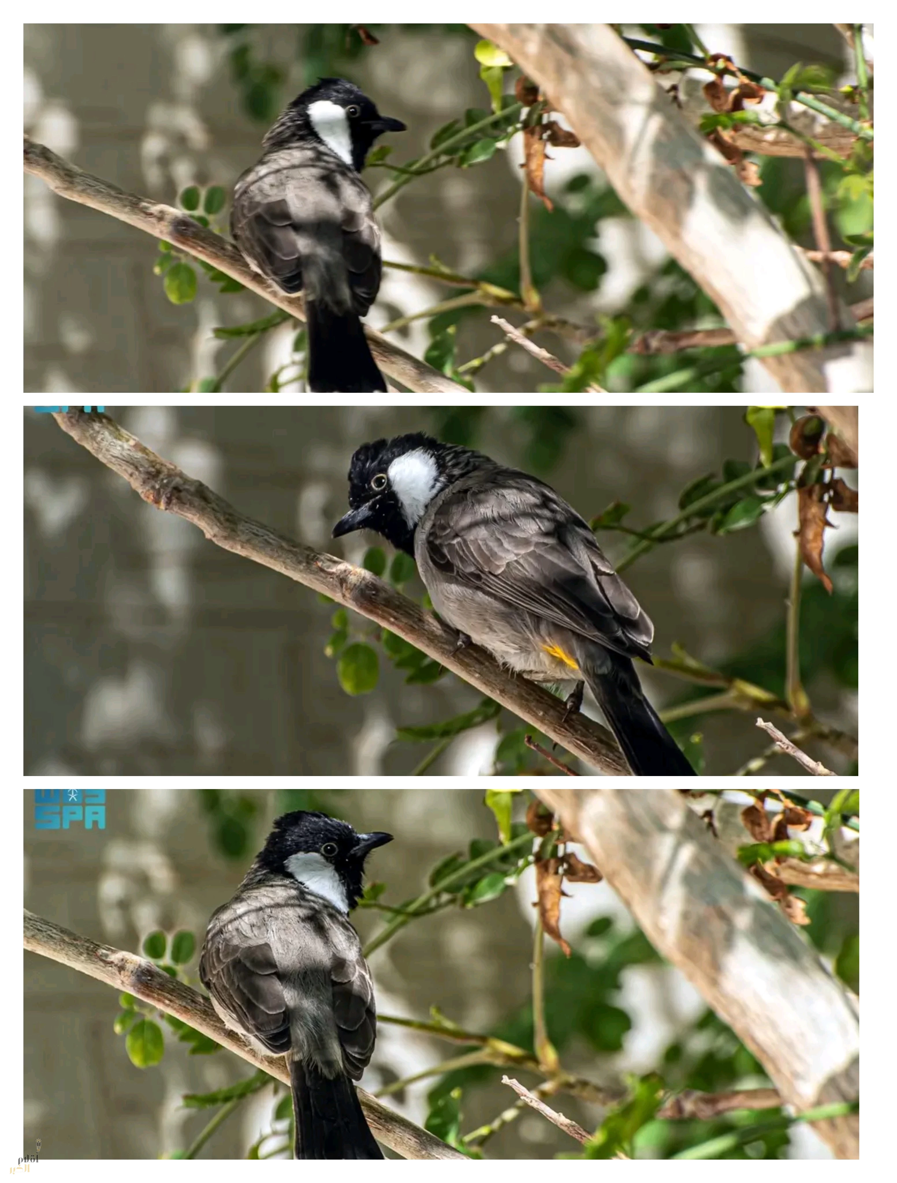 البلبل أبيض الخدّ.. نغمة الطبيعة المقيمة في سماء الحدود الشمالية