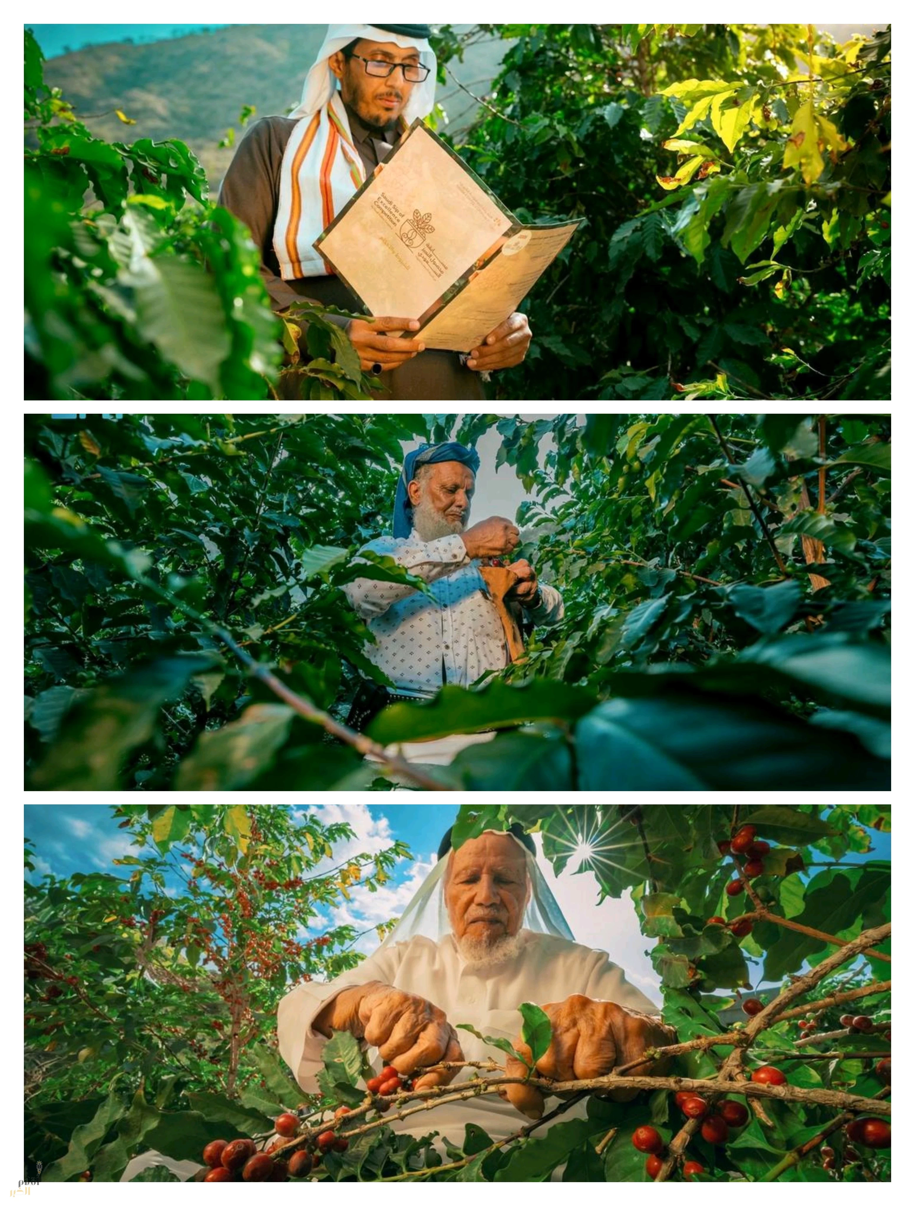 الشركة السعودية للقهوة تطلق النسخة الثالثة من مسابقة محصول التميز السعودي