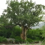 البرنامج الوطني للتشجير يحدد أكثر من 165 نوعًا من النباتات الملائمة للتشجير في عسير