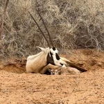 متنزه القصيم الوطني يشهد ولادة المها العربي للعام الثالث على التوالي