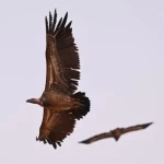 محمية الملك عبدالعزيز الملكية ترصد "نسر روبّل" المهدد بالانقراض لأول مرة في وسط وشرق المملكة