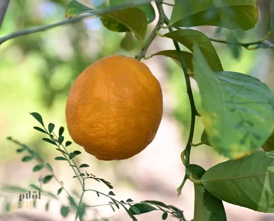 الهيئة الملكية لمحافظة العُلا تُطلق "موسم العُلا للحمضيات"