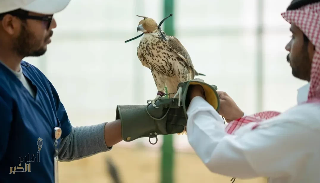 المركز الوطني لتنمية الحياة الفطرية يسلّم 13 صقرًا لنادي الصقور بعد استكمال تأهيلها في مراكز الإيواء