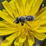 رصد نحل التعدين في الحدود الشمالية يعكس التنوع الأحيائي