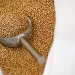 القمح القصيمي.. كنز غذائي ومحصول إستراتيجي في حياة الإنسان