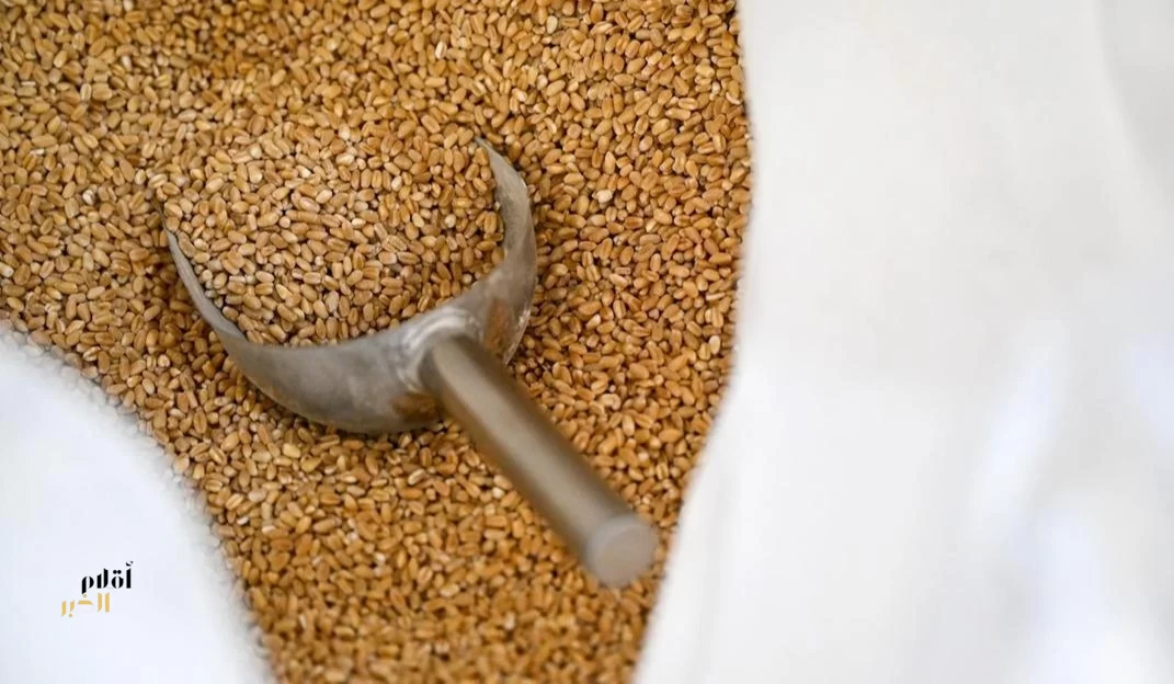 القمح القصيمي.. كنز غذائي ومحصول إستراتيجي في حياة الإنسان