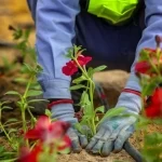 أمانة حائل تكثف أعمال التجميل استعدادًا لاستقبال عيد الفطر