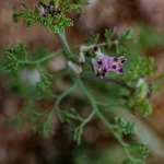 نبات "حميرا" في الحدود الشمالية.. حضور موسمي ضمن تنوع الغطاء النباتي