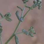 الرمرام "ذنب العقرب".. نبات بري يزدهر في الحدود الشمالية