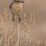 رصد طائر "القليعي السيبيري" ضمن مسارات الهجرة في الحدود الشمالية