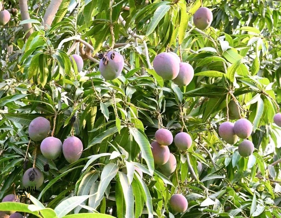 مانجو جازان.. إنتاج متنامٍ يفتح فرصًا واعدة في التصنيع الغذائي