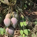 توسّع رقمي يعزز وصول فاكهة المانجو من جازان إلى مدن المملكة