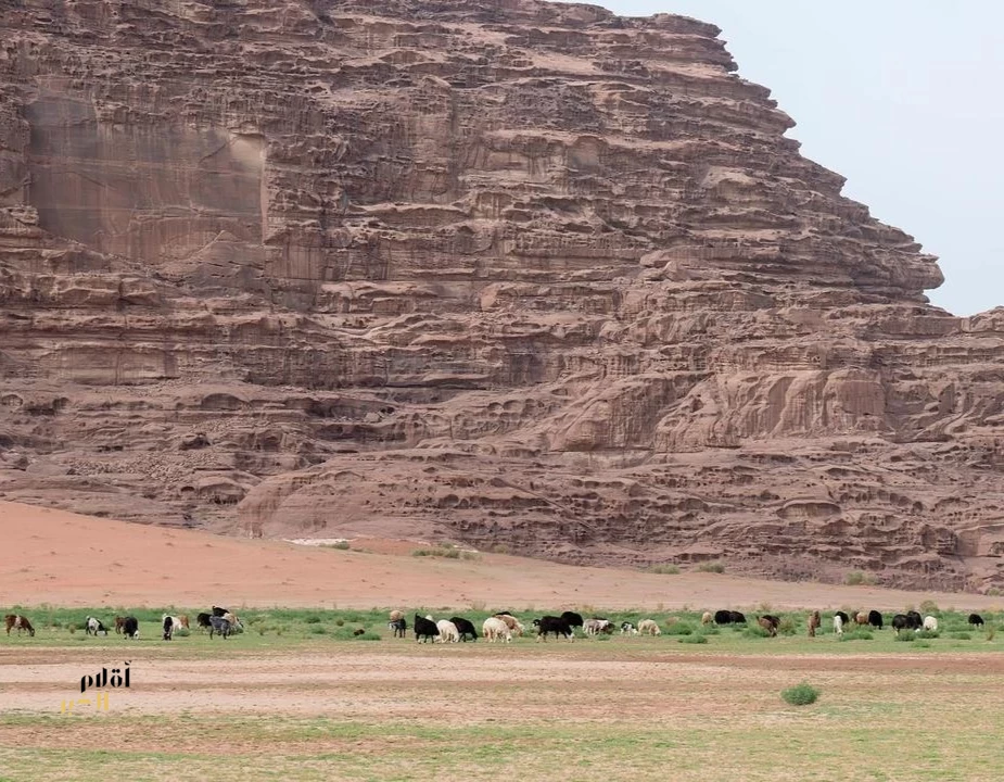 طلائع الربيع بمنطقة تبوك تعزز من جاذبية السياحة وتسهم في دعم المناشط الرعوية