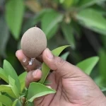 زراعة الشيكو في جازان.. محصولٌ واعدٌ يدعم الاقتصاد الزراعي