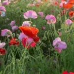 "الديدحان" يلوّن صحاري الجوف بالأحمر ويعزّز جاذبية الربيع الطبيعي