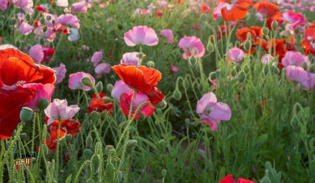 "الديدحان" يلوّن صحاري الجوف بالأحمر ويعزّز جاذبية الربيع الطبيعي