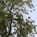 أشجار النيم في جازان.. ظلال يُعزّز الاستدامة ويدعم جودة الحياة