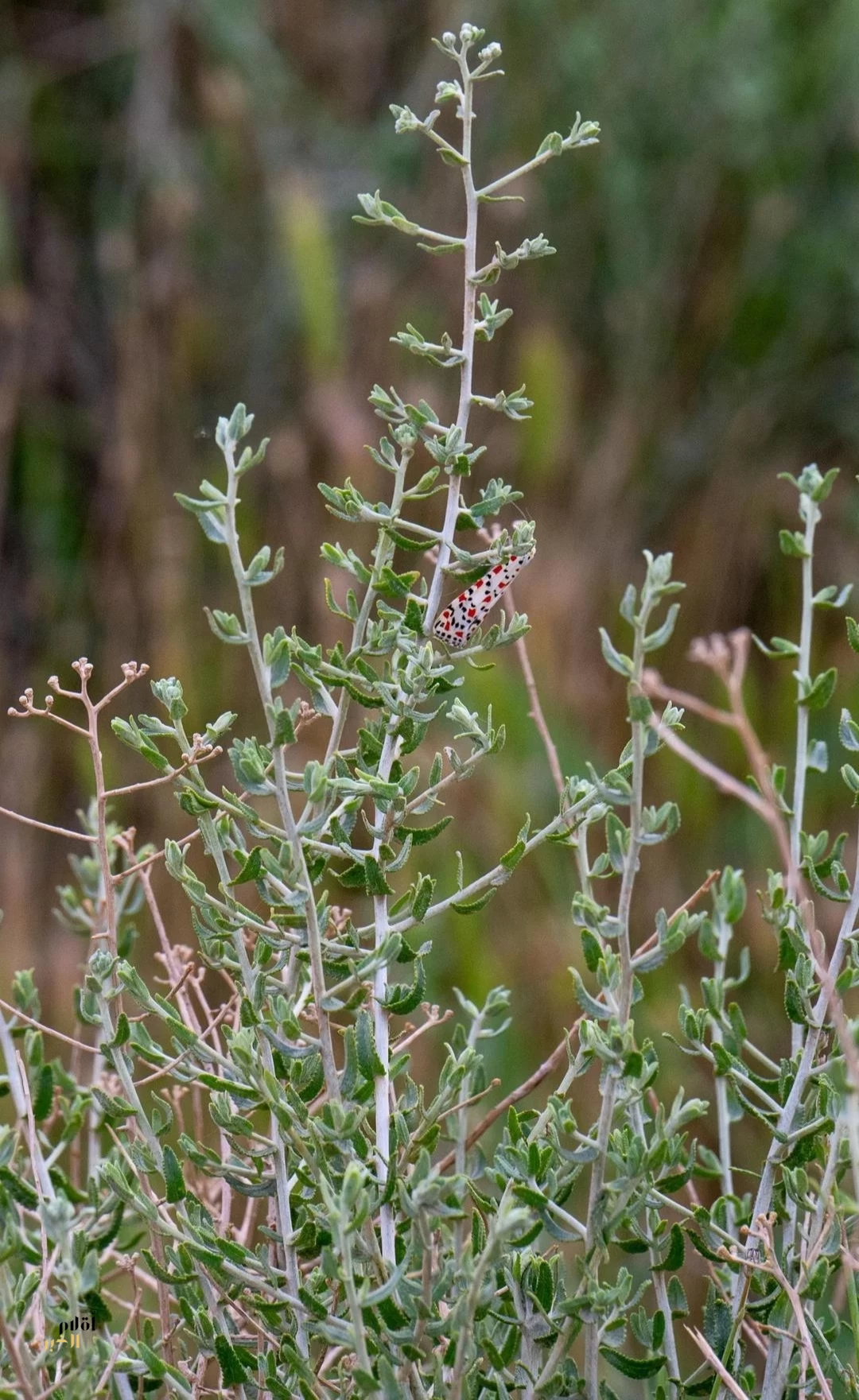 التنوع النباتي يرسم لوحة ربيعية زاهية في رفحاء