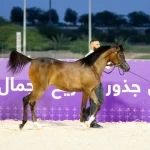 برعاية صاحب السمو الملكي الأمير بندر بن خالد الفيصل انطلاقة مهرجان بطولة العالم لخيل الجزيرة 2026