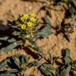 نباتا الكحيل والنقد.. موروث جمالي يجسّد ذاكرة المرأة في الحدود الشمالية
