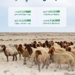 "البيئة": مراعاة الإرشادات الصحية والبيطرية لاختيار الأضاحي يُعزّز جودة لحومها ويحمي الصحة العامة