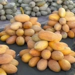 "شمام القصيم" يتصدر المشهد الزراعي وينعش الحركة الاقتصادية
