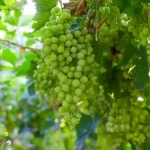 العنب يعزز مكانة القصيم الزراعية بإنتاج يتجاوز 30 ألف طن سنويًا وفرص واعدة للصناعات التحويلية