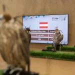 صقار نمساوي: المزاد الدولي لمزارع إنتاج الصقور يعزز ثقة المزارع الأوروبية