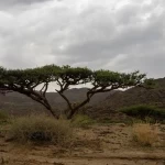 الغطاء النباتي في محافظة بدر الجنوب بنجران.. تنوع بيئي يعزز السياحة المستدامة