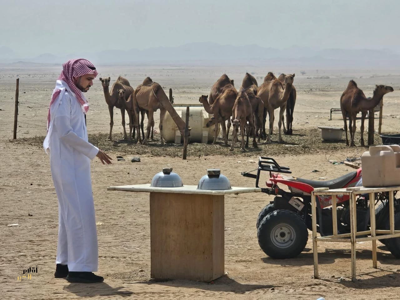 «بيئة مكة» تواصل جولاتها الرقابيّة لمكافحة البيع العشوائي لحليب الإبل  