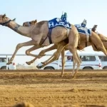 «الحقايق» تشعل منافسات الهجن في نجران.. و«راشد بن نديلة» يحصد 10 أشواط