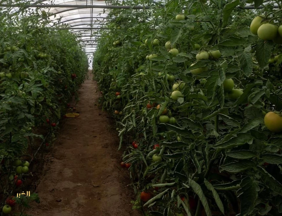 الزراعة العضوية في نجران.. خطوات متسارعة نحو مستقبل غذائي آمن ومستدام