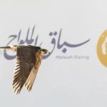 سباق الملواح يتوسع إلى 12 شوطًا في معرض الصقور والصيد السعودي الدولي 2026