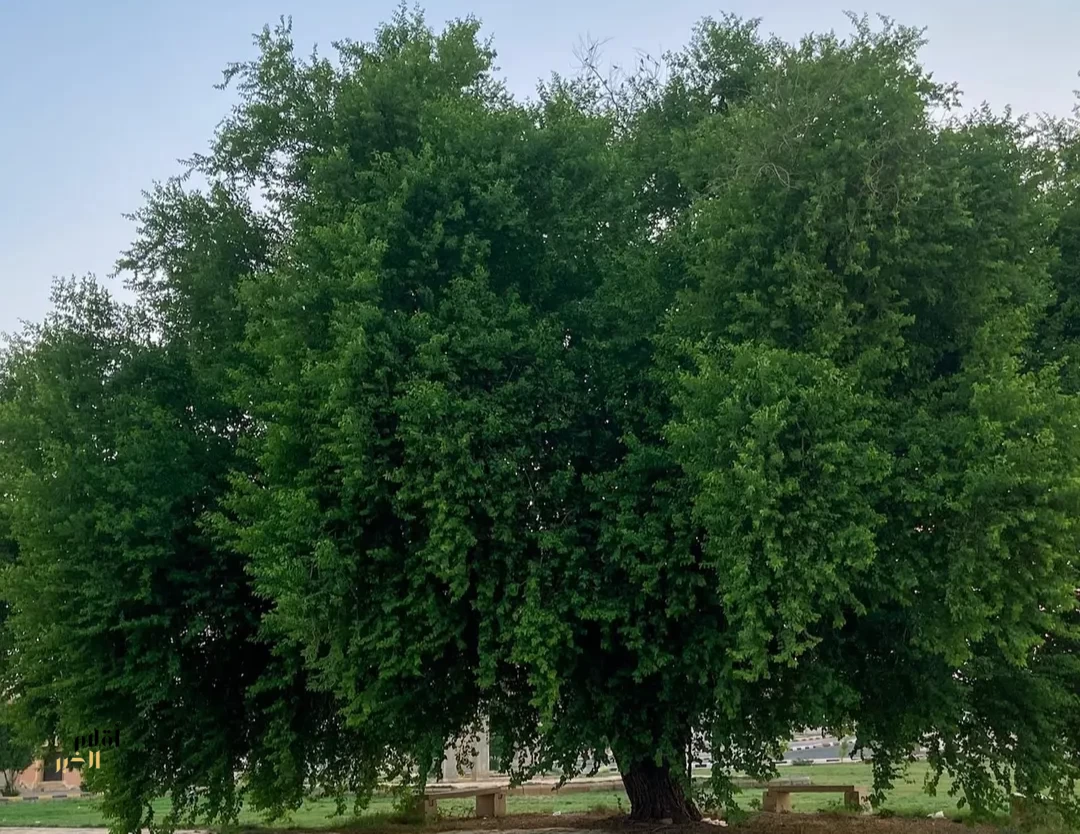 "أشجار السدر في القصيم".. إرث بيئي وثقافي يعكس تنوع أشجار المنطقة