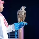 خبرة 12 عامًا تقود العنزي لبيع شاهين فرخ بـ141 ألف ريال في مزاد المركز الوطني للصقور